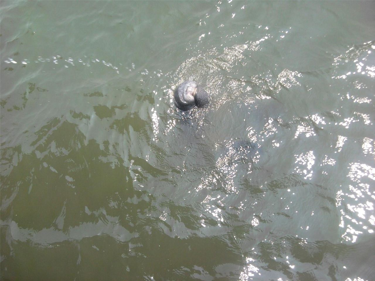 Photo 11 of 20: Manatees