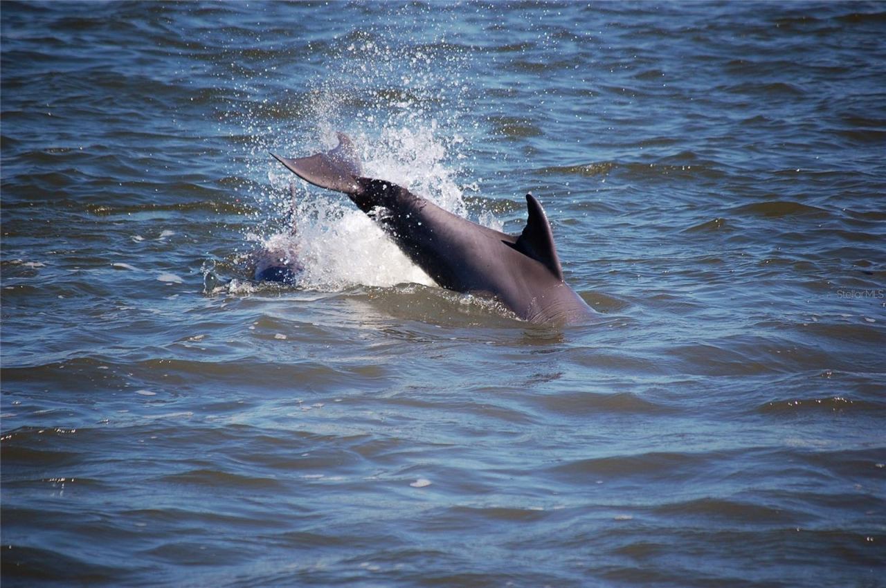 Photo 9 of 20: View Dolphins from almost every room.