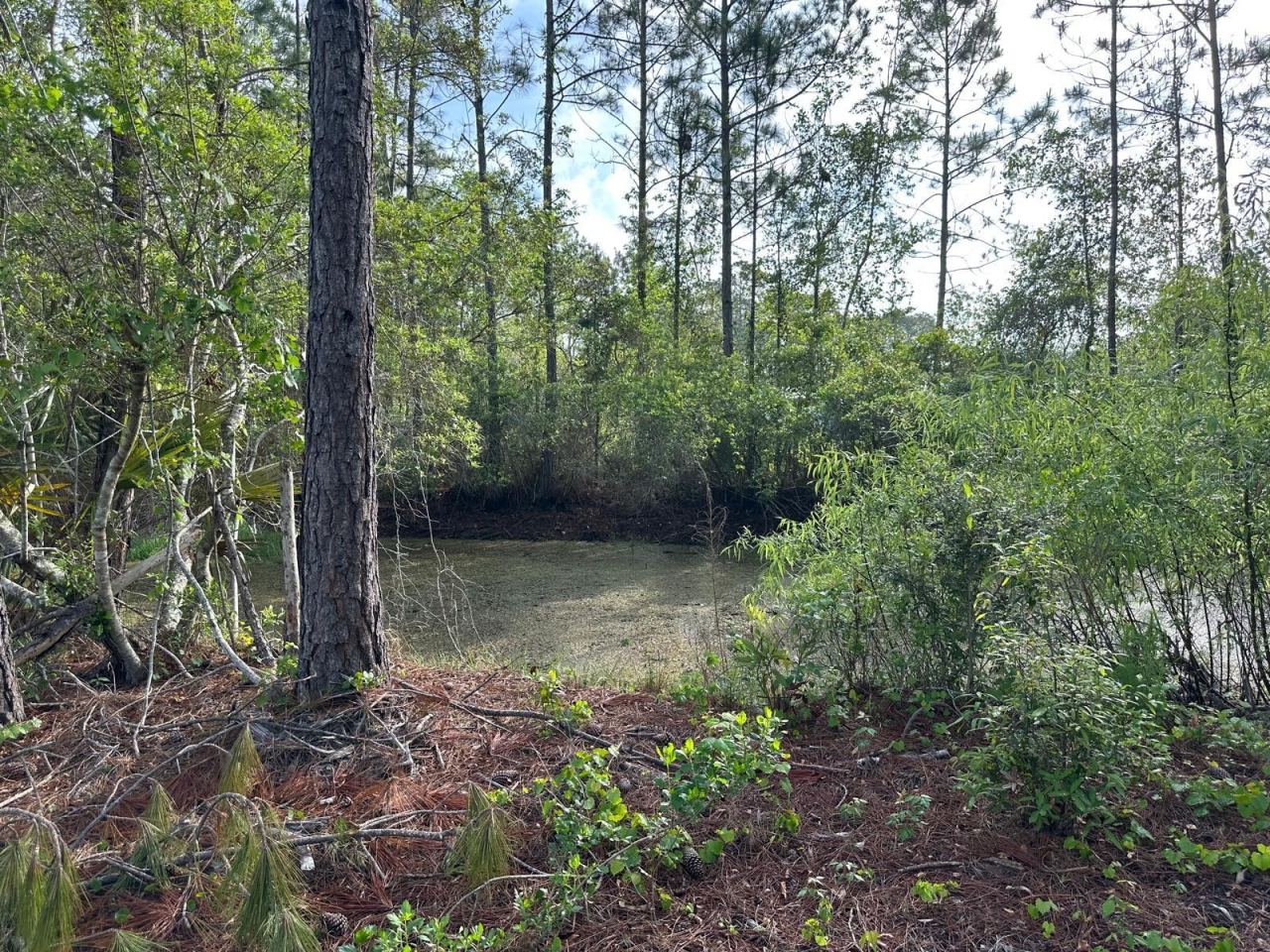 Photo 6 of 20: NATURAL POND